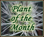 Plant of the month